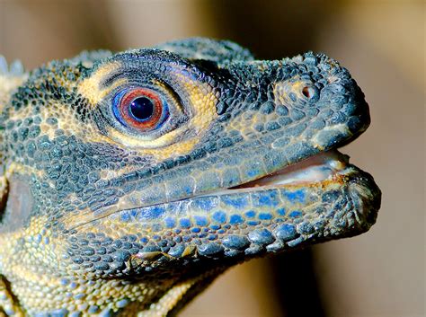 Philippine sailfin lizard .